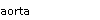 aorta